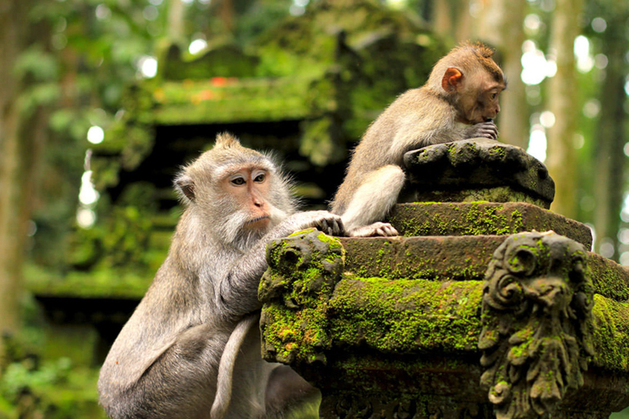 Ubud Tour 2
